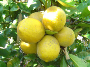 Citrus medica