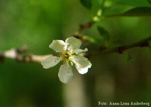 Prunus domestica