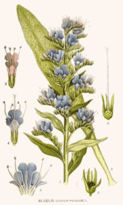 Echium vulgare