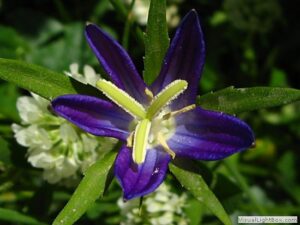 Campanula ramosissima