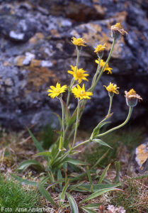 Arnica montana