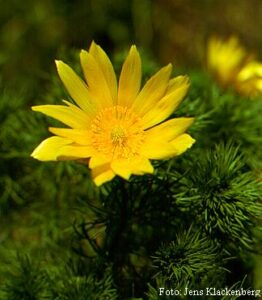 Adonis Vernalis