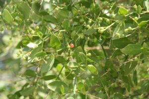 Salvadora Persica