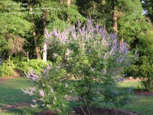 Vitex agnus Castus