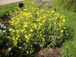 Alyssum saxatile