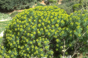 Euphorbia spinosa