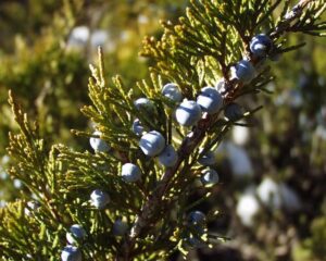 Juniperus sabina