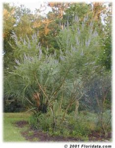 Vitex agnus Castus