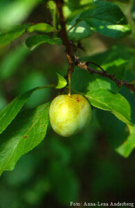 Prunus domestica