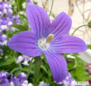 Campanula ramosissima