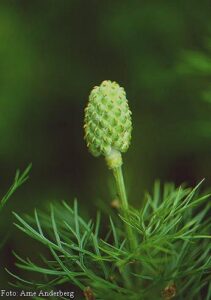 Adonis Vernalis