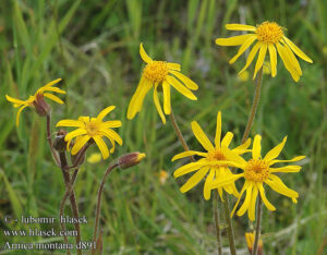 Arnica montana