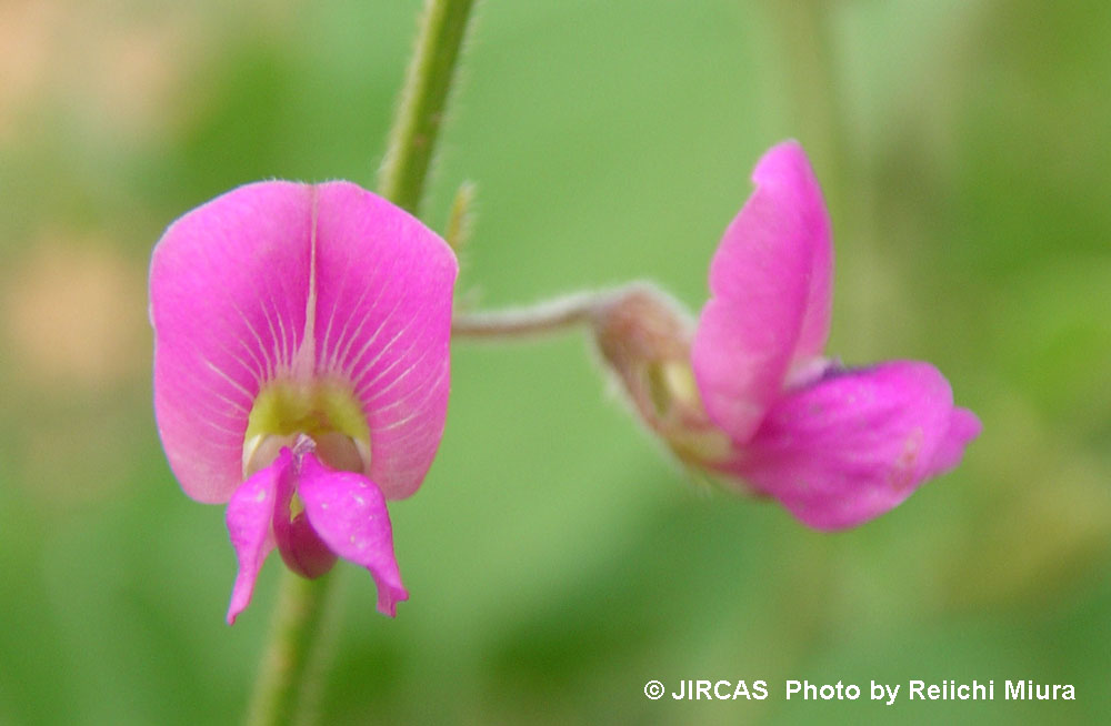 Tephrosia purpurea