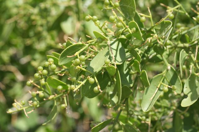 Salvadora Persica