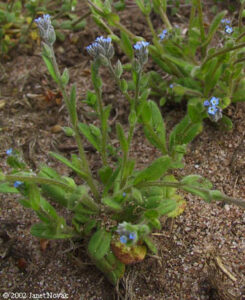 Myosotis stricta link