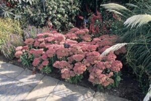 Sedum telephium