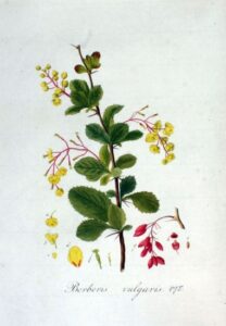 Berberis Vulgaris