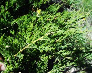 Juniperus sabina