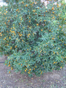 Citrus medica