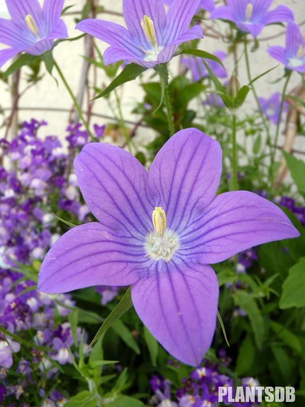 Campanula ramosissima