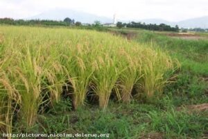 Oryza sativa