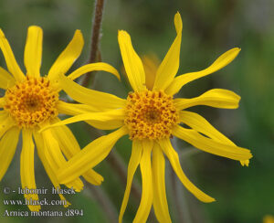 Arnica montana