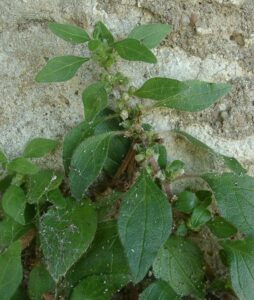 Myosotis stricta link