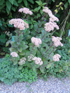 Sedum telephium