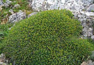 Euphorbia spinosa