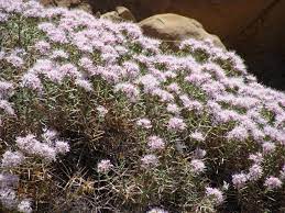 Acanthophyllum squarroum Boiss