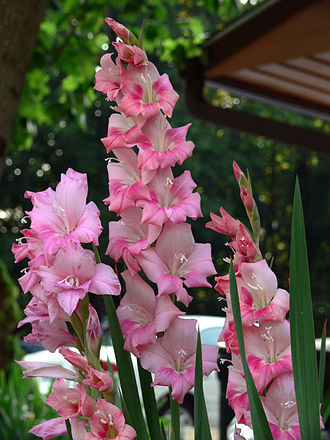 Gladiolus communis