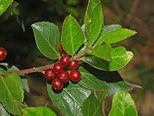 Rhamnus alatemus