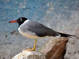 Larus Leucophthalmus