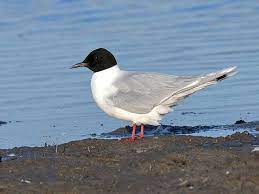 Larus Minutus