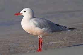 Larus Genei