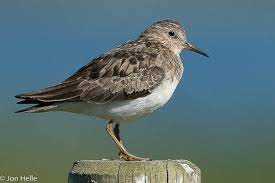 Calidris Temminckii