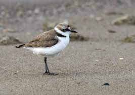 Charadrius Alexandrius