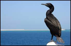 Phalacrocorax Nigrogularis