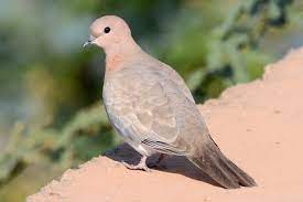 Streptopelia Senegalensis