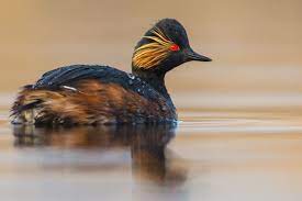 Podiceps Nigricollis