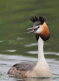 Podiceps cristatus