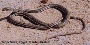  Psammophis schokari