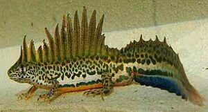 Triturus Vittatus Ophryticus