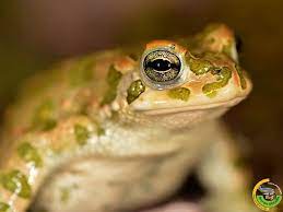 Bufo Virdis Kermanensis