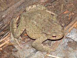 Bufo Verrucosissimus