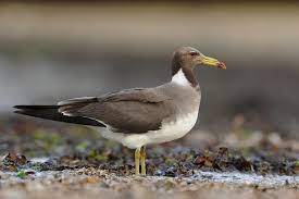 Larus Hemprichii