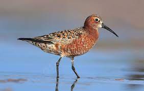 Calidris Ferruginea