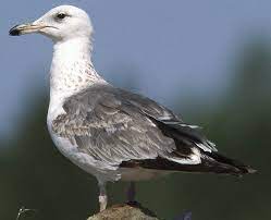 Larus Heuglini