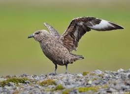 Catharacta Skua