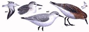 Calidris Alba